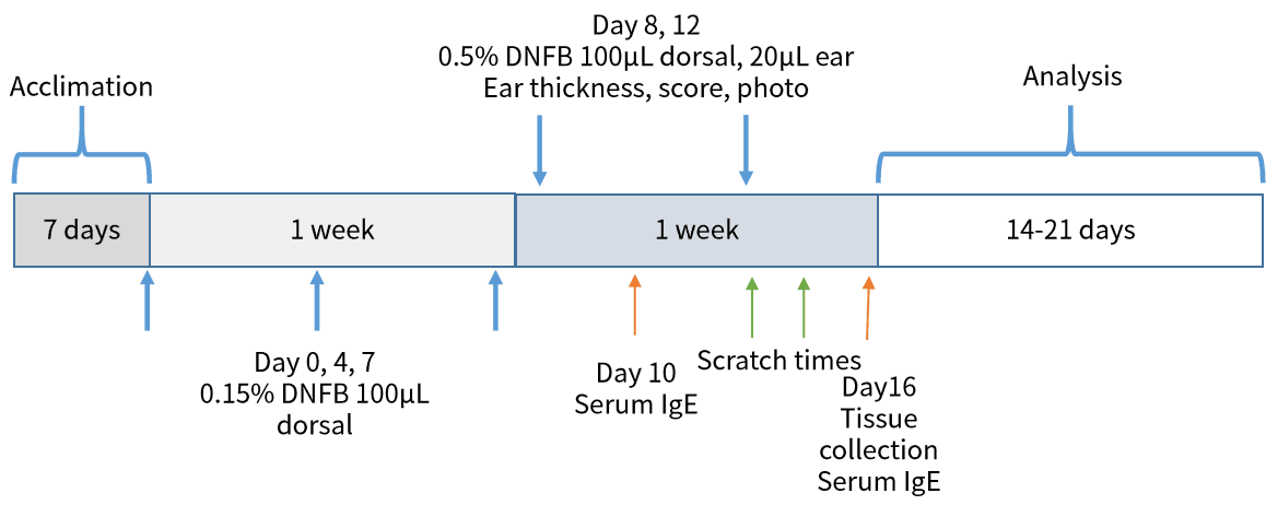 Case 1 DNFB induced atopic dermatitis study timeline.