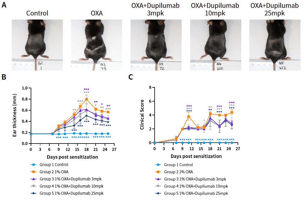Case 2 Fig.2 OXA induced AD model in hIL4/hIL4R mice.