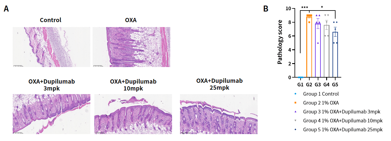 Case 2 Fig.4 OXA induced AD model in hIL4/hIL4R mice.
