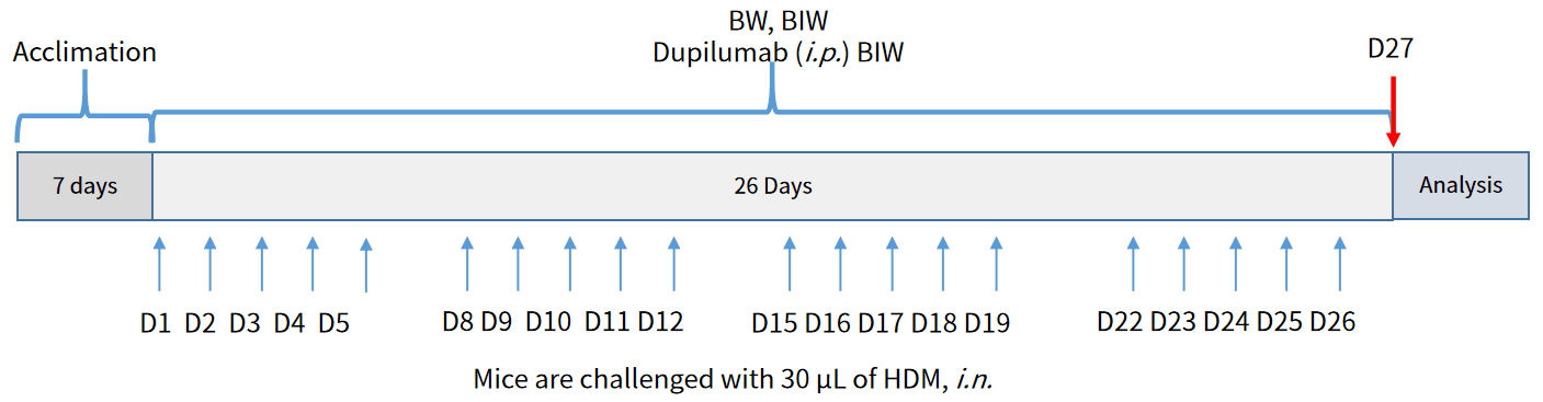 Case 3 HDM induced asthma study timeline.