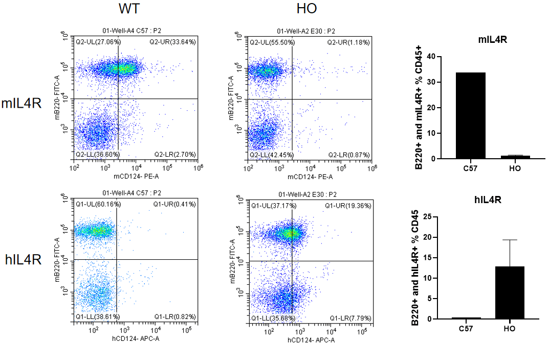 Fig.2 Analysis of hIL4R expression in the spleen by FACS.