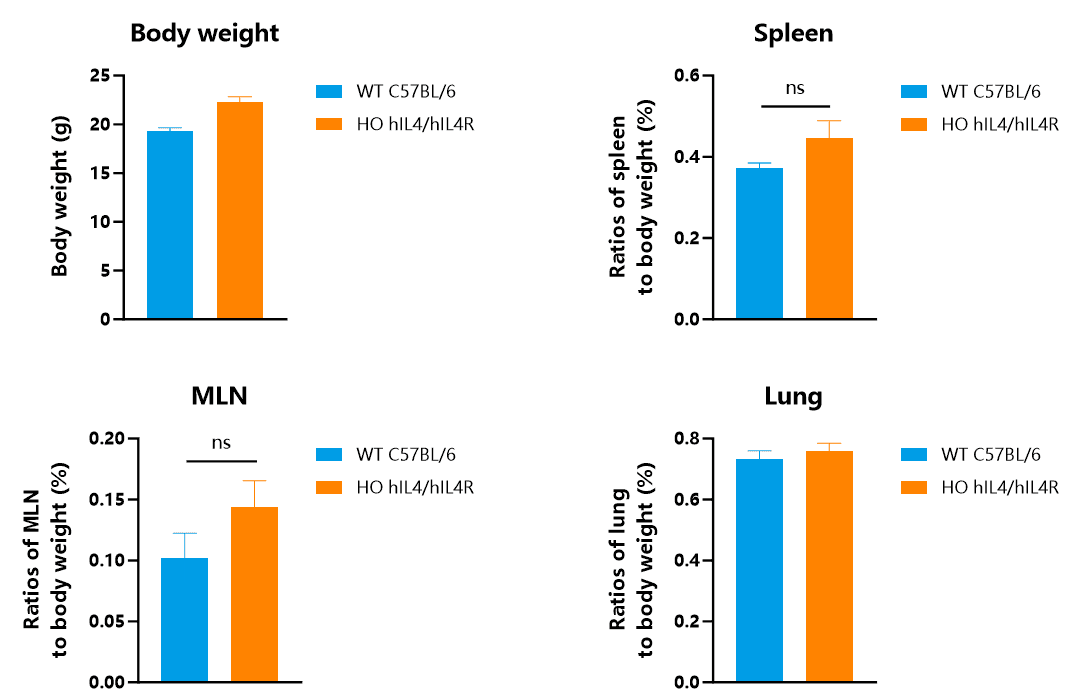 Fig.3 Body weight and ratios of spleen, MLN and lung to body weight of WT mice and hIL4/hIL4R knockin mice.
