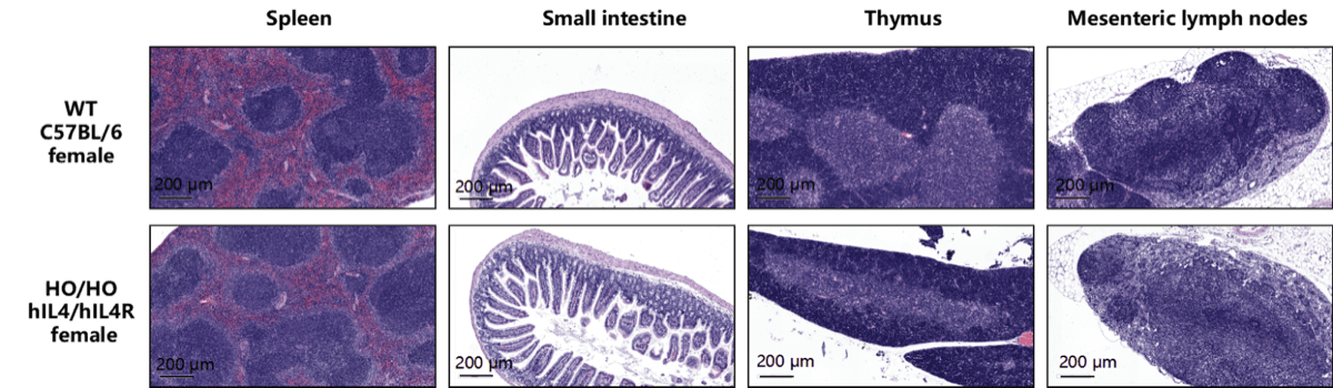 Fig.6 Pathological analysis of hIL4/hIL4R knockin mice by H&E staining of spleen, small intestine, thymus, and mesenteric lymph nodes.