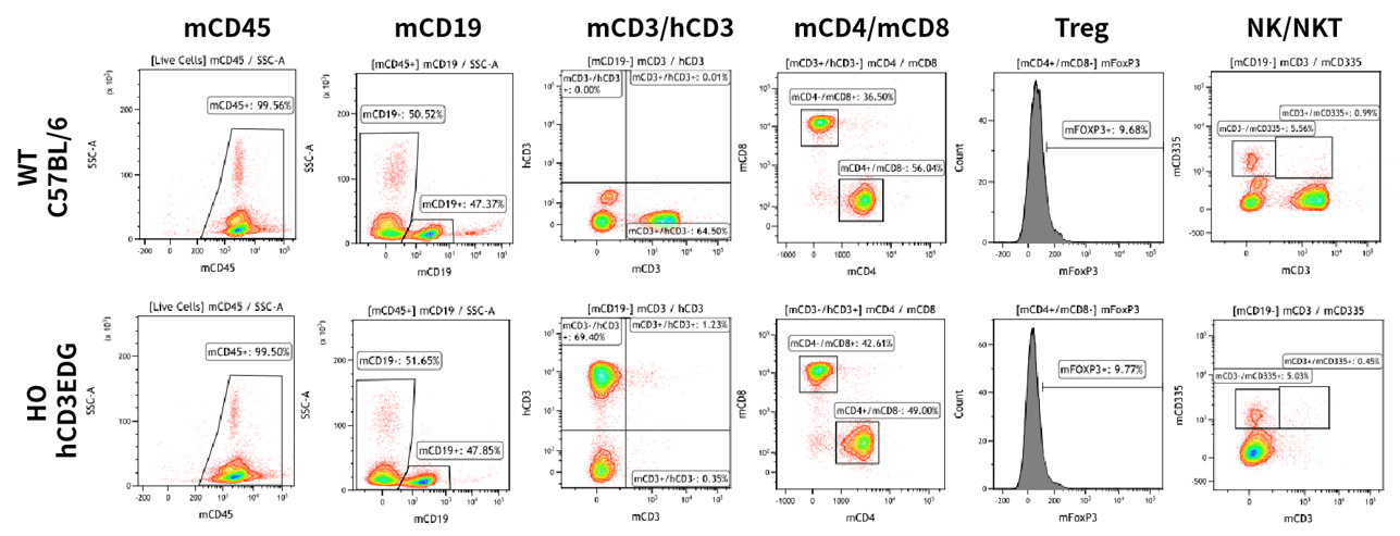 Fig.2 Lymphocyte Lineage Characterization in Blood in Homozygous hCD3EDG Mice.